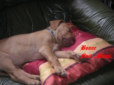BONNE  NUIT ...De KENZA...Un Amour de Chien.