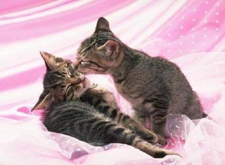 Bisousss pour vous les Ami