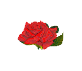 Passez  un Bon Dimanche ... rose