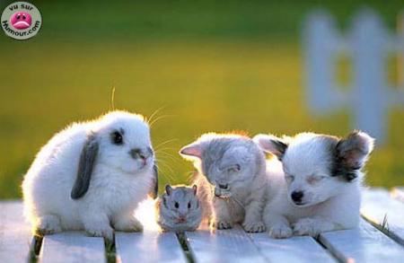 Amiti� mes Pti' Lapins!!! Mimisss...