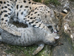 Humour... Bisousss mon Chat !!!