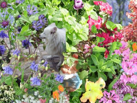 COUCOU... Voici quelques Fleurs du Jardin en Fleurs pour le moment...