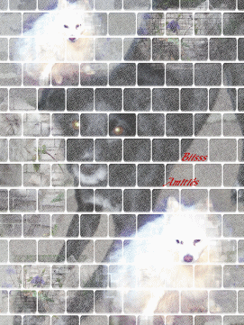 La Voix...! Mes toutousss Coquine & Perle...Bisss