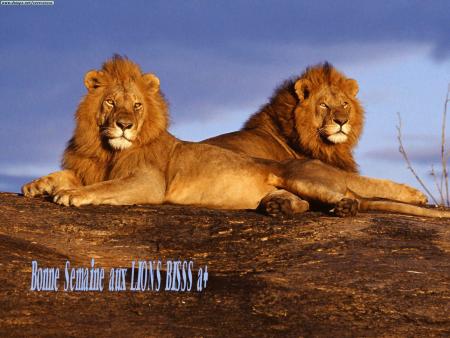 Bonne Semaine Bisss � Tous ...