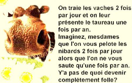 Compl�tement Folle la Vache!!! Pauvre B�te... Bisousss � Tous