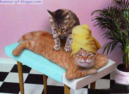 Un Pti' Chat massage les Ami